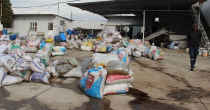 AYDIN'DA ZEYTİN ÜRETİCİSİNİ AKDENİZ MEYVE SİNEĞİ TELAŞI SARDI