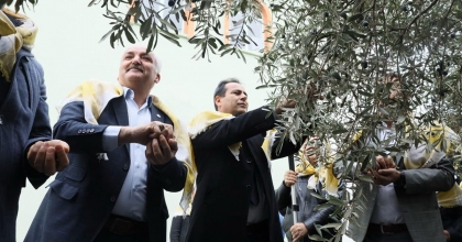 BİBERDEN SONRA ZEYTİNİN DE BAŞKENTİ OLACAK