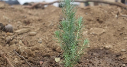 BULDAN'DA ÇİFTÇİLERE 17 BİN FİDAN DAĞITILDI
