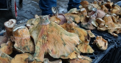 ÇINTAR ET FİYATI İLE YARIŞIYOR