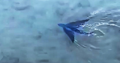 DATÇA’DA KIYIYA YAKIN ALANDA UÇAN BALIK GÖRÜLDÜ