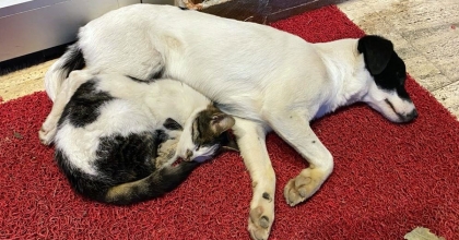 EZELİ DÜŞMANLARIN DOSTLUĞU GÖRENLERİN İÇİNİ ISITIYOR