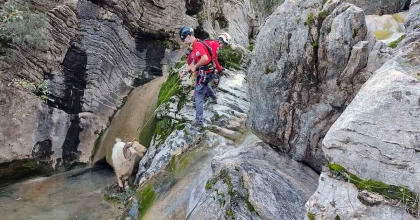 KAYALIKLARDA MAHSUR KALAN KEÇİYİ AKUT EKİBİ KURTARDI  