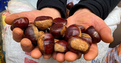 KESTANEDE REKOLTE DÜŞÜK FİYATLAR UYGUN  