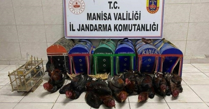 KIRAATHANEYİ HOROZ DÖVÜŞÜ RİNGİNE ÇEVİRMİŞLER