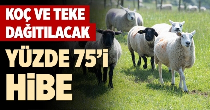 KOÇ VE TEKE DAĞITILACAK
