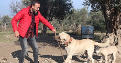 KÖPEK SALDIRILARI İÇİN UZMANI UYARDI: KAÇMAYIN, GÖZ TEMASI KURMAYIN