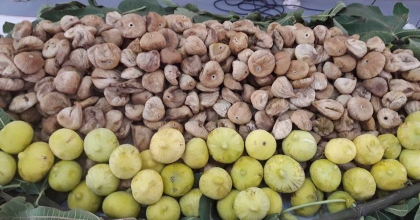 KURU İNCİR İHRACATI 2 AYDA 90 MİLYON DOLAR OLDU  