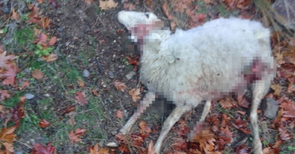 MANİSA'DA AÇ KALAN KURTLAR, KOYUN SÜRÜSÜNE SALDIRDI