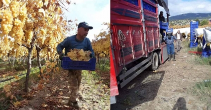 MANİSA'DA YAZ MEYVESİ KIŞ AYINDA HASAT EDİLİYOR