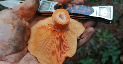 MANTARSEVENLER ORMANA DÖKÜLDÜ