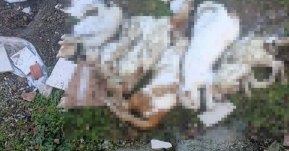 MİLAS’TA ÇÖPTE KEDİ ÖLÜLERİ BULUNDU