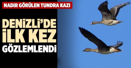 NADİR GÖRÜLEN TUNDRA KAZI, DENİZLİ’DE İLK KEZ GÖZLEMLENDİ