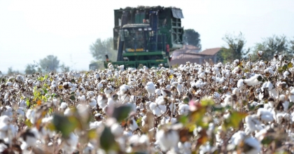 PAMUK HASADINDA SONA YAKLAŞILDI