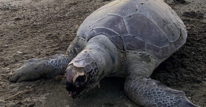 SAHİLE ÖLÜ CARETTA DENİZ KAPLUMBAĞASI VURDU