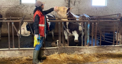 SANDIKLI’DA HAYVANLARDA ŞAP AŞILAMASI TAMAMLANDI