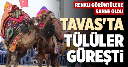 TAVAS'TA TÜLÜLER GÜREŞTİ