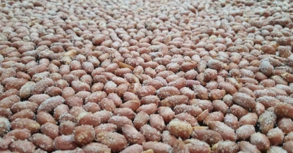 TÜRK FISTIĞI AYDIN’DA DEĞER KAZANIYOR  