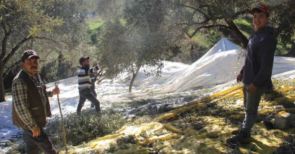 ÜRETİCİLER BU YIL ZEYTİN DEĞİL ALTIN TOPLUYOR 