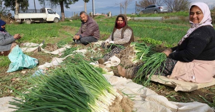 YEŞİL SOĞAN BU YIL ÜRETİCİSİNİ MEMNUN ETTİ