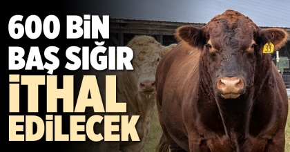 600 BİN BAŞ SIĞIR İTHAL EDİLECEK