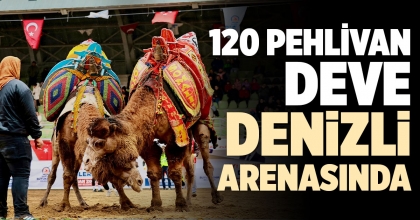 120 PEHLİVAN DEVE DENİZLİ ARENASINDA