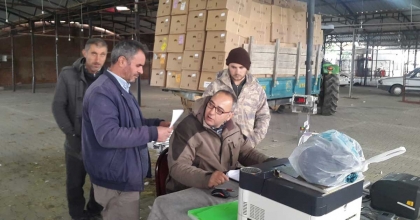 SARIGÖL'DE TÜTÜN ALIMLARINA BAŞLANDI  