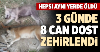 3 GÜNDE 8 CAN DOST ZEHİRLENDİ