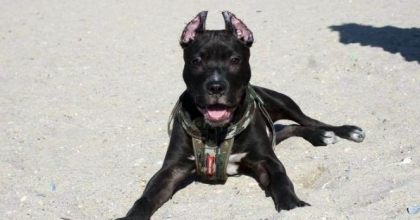 PİTBULL GEZDİREN ŞAHSA 33 BİN TL CEZA