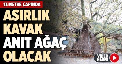 ASIRLIK KAVAK ANIT AĞAÇ OLACAK