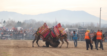 DEVE GÜREŞLERİ BÜYÜK İLGİ GÖRDÜ
