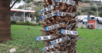 DİLEK AĞACI DEĞİL PLAKA AĞACI