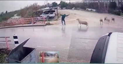 KARŞIDAN KARŞIYA GEÇERKEN KOÇ SALDIRDI
