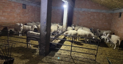 70'E YAKIN HAYVANI ÇALINDI