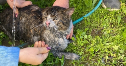 YANAN EVDEN 2 KEDİYİ KURTARDILAR