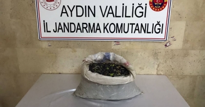 BAHÇEDEN 300 KİLO ZEYTİNİ ÇALDILAR