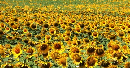 AYÇİÇEĞİNDE GÜMRÜK VERGİSİ DÜŞTÜ