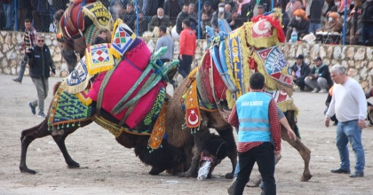 BODRUM DEVE GÜREŞİ FESTİVALİ İÇİN GERİ SAYIM