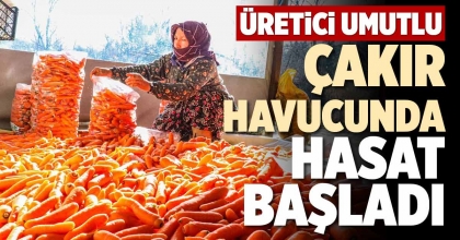 ÇAKIR HAVUCUNDA HASAT BAŞLADI  
