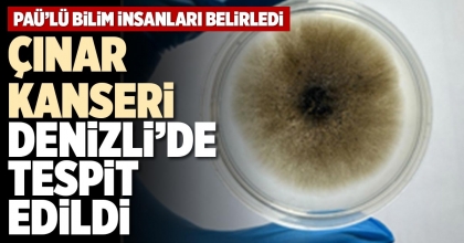 ÇINAR KANSERİ DENİZLİ’DE TESPİT EDİLDİ