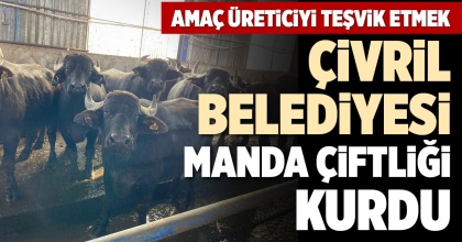ÇİVRİL BELEDİYESİ MANDA ÇİFTLİĞİ KURDU