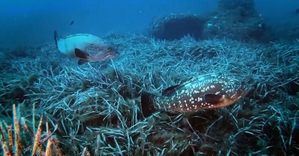 DENİZLERDE KORKUTAN SICAKLIK ARTIŞI