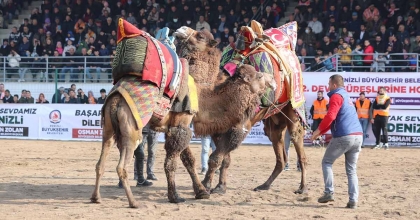DEVE GÜREŞLERİNİN ÜÇÜNCÜSÜ DÜZENLENİYOR
