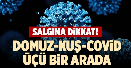 DOMUZ-KUŞ-COVİD ÜÇÜ BİR ARADA
