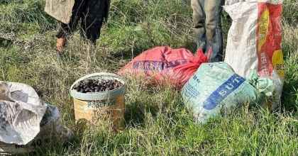 GERMENCİK'TE ZEYTİN HIRSIZLARI SUÇÜSTÜ YAKALANDI