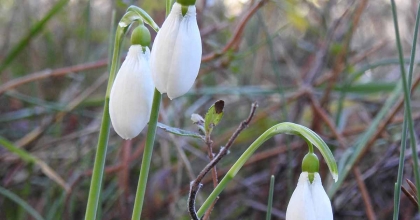 KARDELENLER ERKEN AÇTI KOPARMANIN CEZASI 387 BİN 142 TL