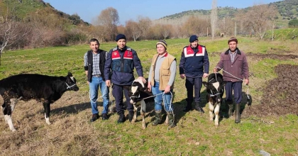 KAYBOLAN 3 BUZAĞI JANDARMA EKİPLERİNCE BULUNDU  