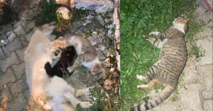 MİLAS’TA 1 KÖPEK VE 2 KEDİNİN ZEHİRLENDİĞİ İDDİASI