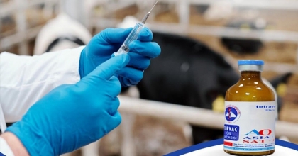 ŞAP AŞILAMA KAMPANYASI BAŞLADI