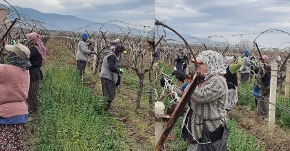 SARIGÖL OVASI BİNLERCE KİŞİNİN EKMEK KAPISI OLDU